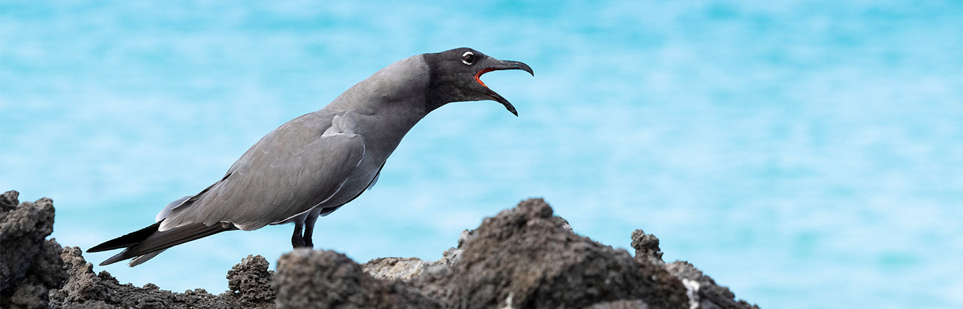 Lava heron in the Galapagos Islands.