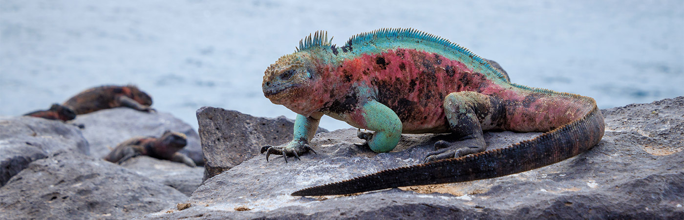 Marine iguana in the Galapagos Islands