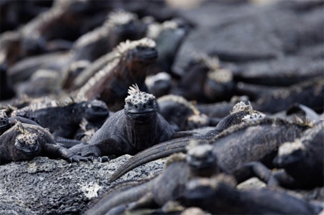 Marine iguana in the Galapagos