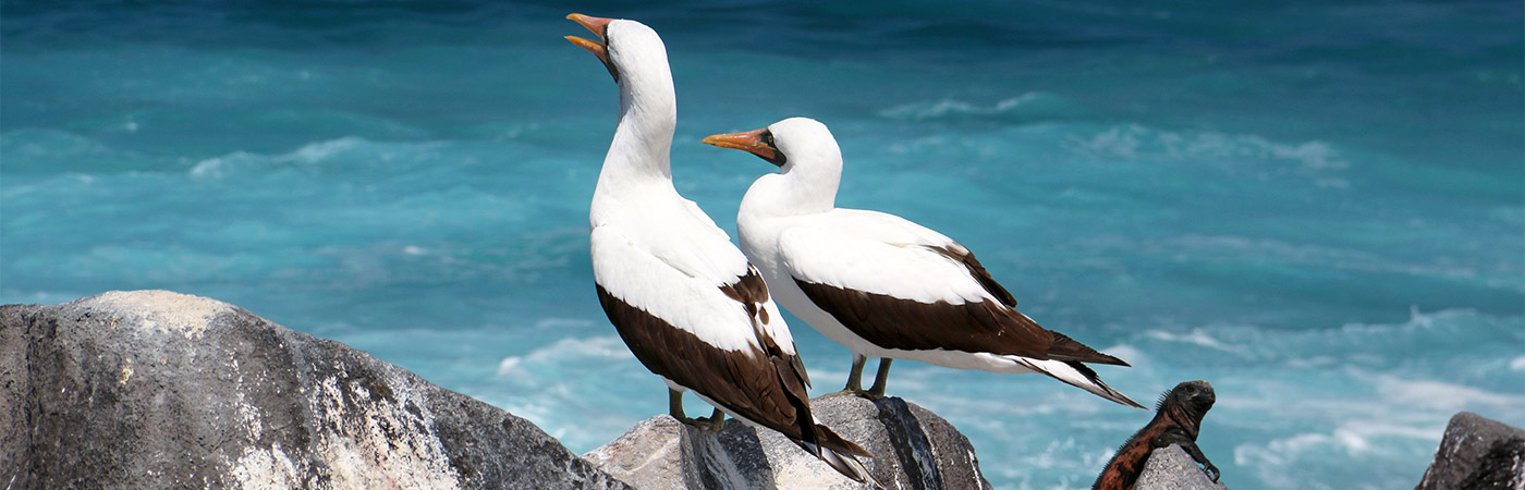 Nazca boobies in the Galapagos Islands