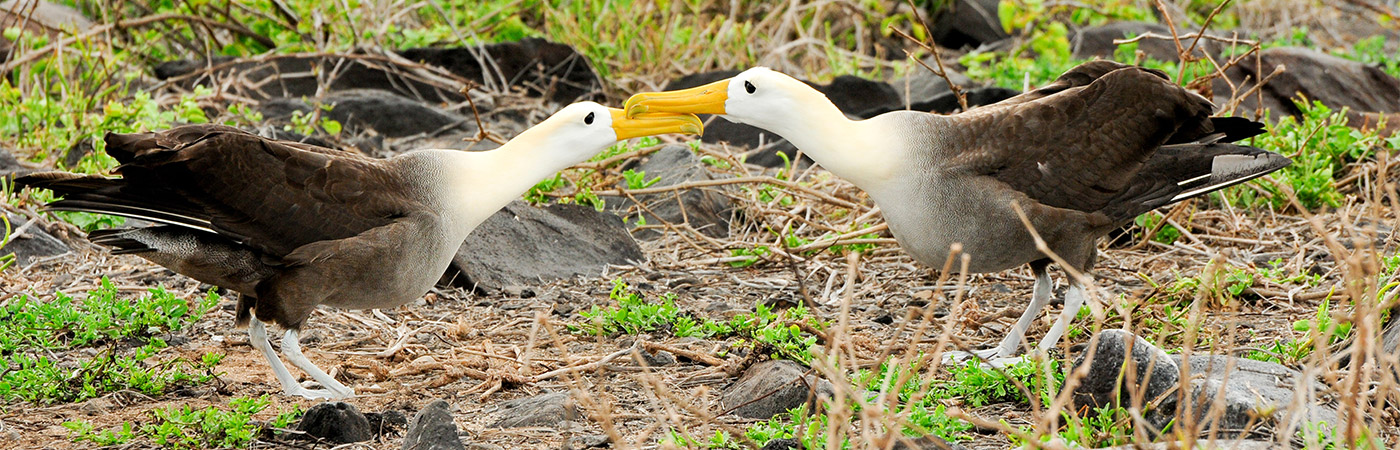 Waved albatross in the Galapagos Islands
