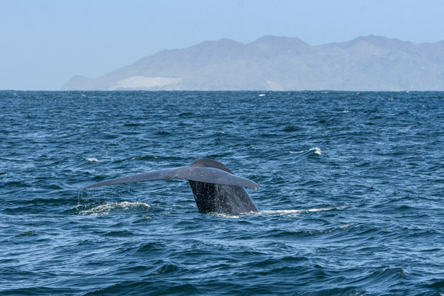 Blue whale in Baja California, Mexico.