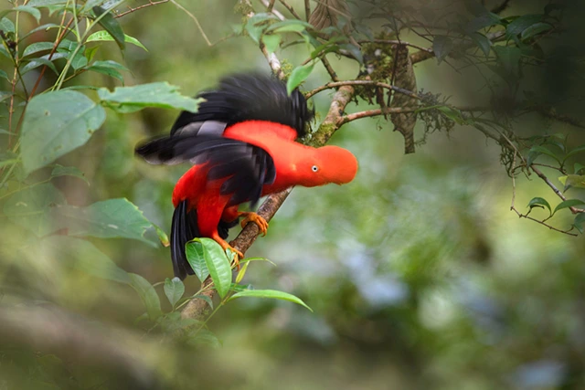 Cock-of-the-rock in Peru.