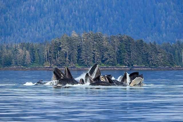 Humpback whales bubble-net feeding in the Alexander archipelago, Alaska.