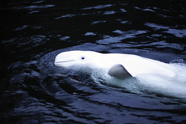 Beluga whale in Canada