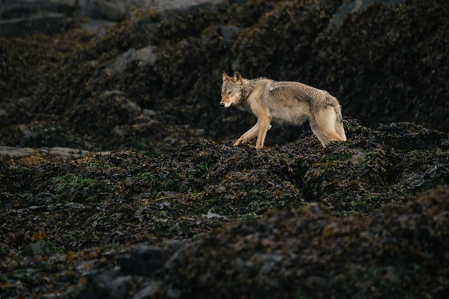 Coastal wolf in British Columbia, Canada