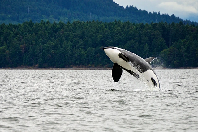 Orca breaching in Canada