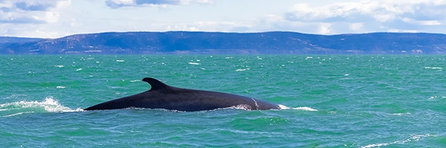 Minke whale in Tadoussac, Canada