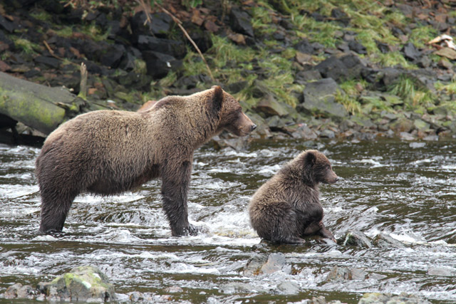 Coastal brown bear in Admiralty, Alaska