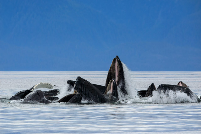 Humpback whales bubble net feeding in Alaska.