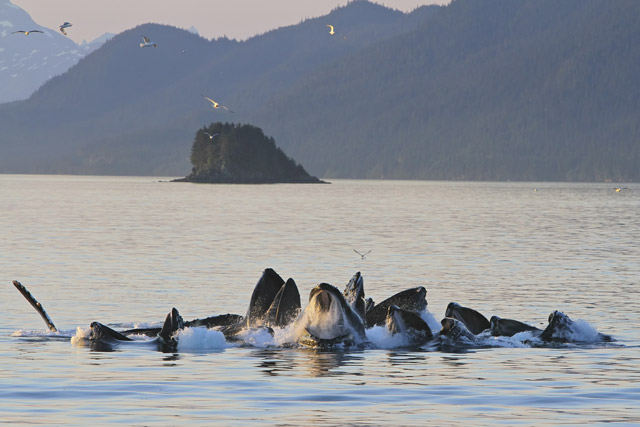 Humpback whales bubble-net feeding in Alaska