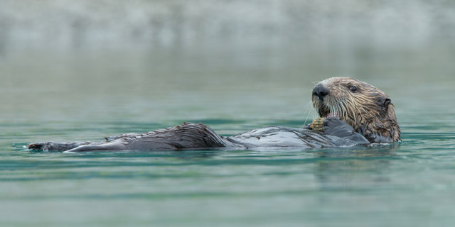 Sea otter in Alaska