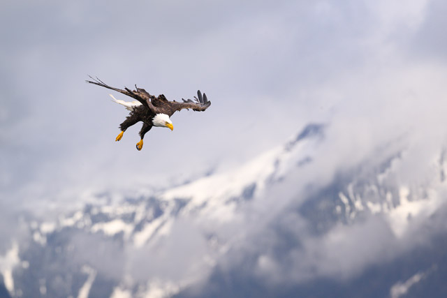 Bald eagle in Alaska