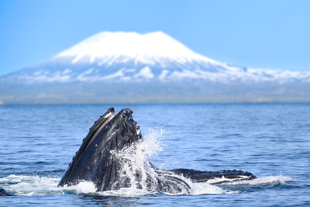 Humpback whale in Alaska