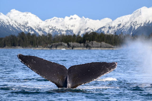 Humpback whale tail in Alaska