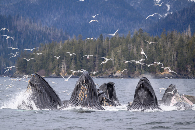 Humpback whales bubble-net feeding in Alaska