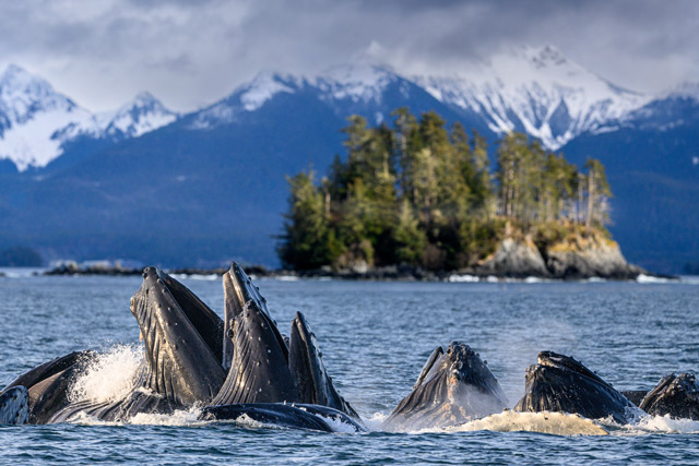 Humpback whales bubble-net feeding in Alaska
