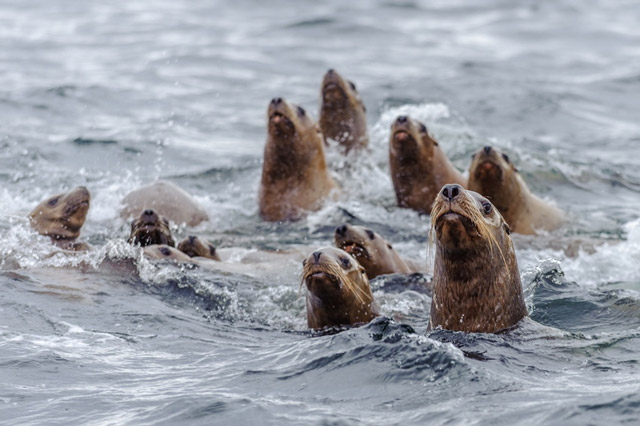 Stellar's sea lion in Alaska