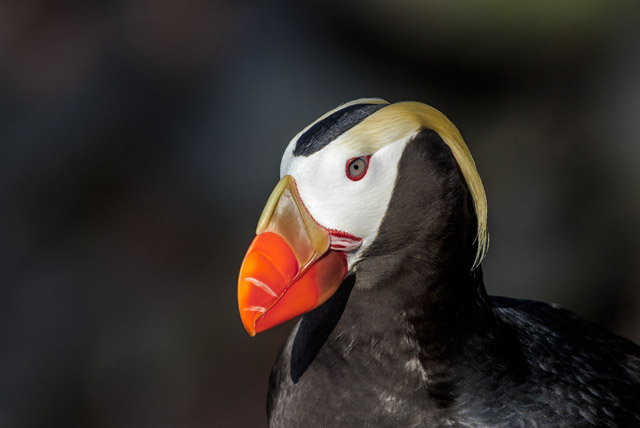 Tufted puffin in Alaska