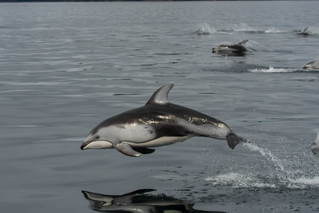Pacific white-sided dolphin in British Columbia, Canada.