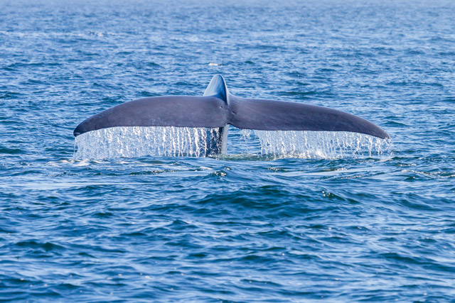 Blue whale in Monterey Bay, USA