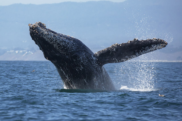 Humpback whale in Monterey Bay, USA