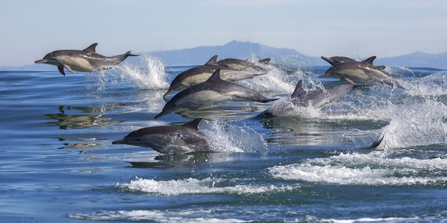 Long-beaked common dolphin pod in Monterey Bay, USA