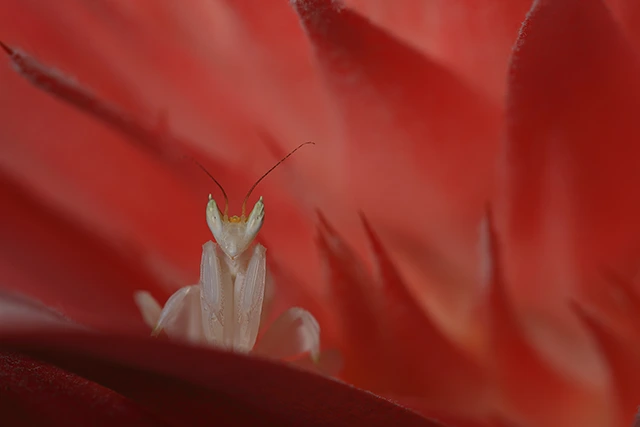 Macro shot of an orchid mantis