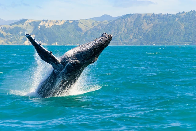 Humpback whale breaching in Kaikoura, New Zealand