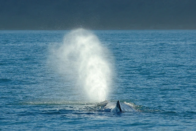 Sperm whale blowing in New Zealand
