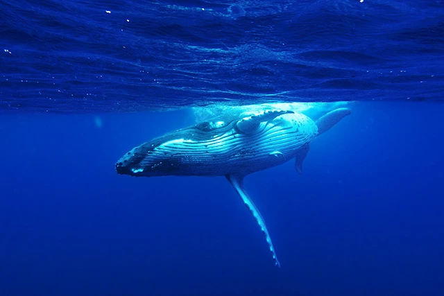 Humpback whale underwater in Tonga.