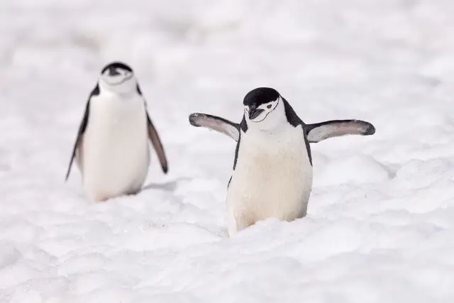 Chinstrap penguin in Antarctica.