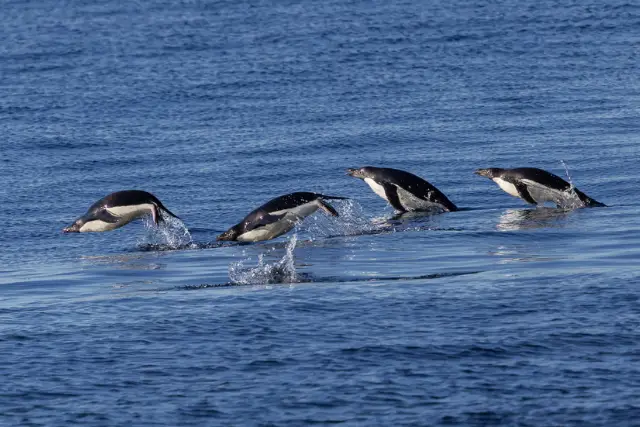 Gentoo penguins jumping out of the water, Antarctica.