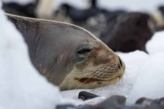 Weddell seal amongst the snow in Antarctica.