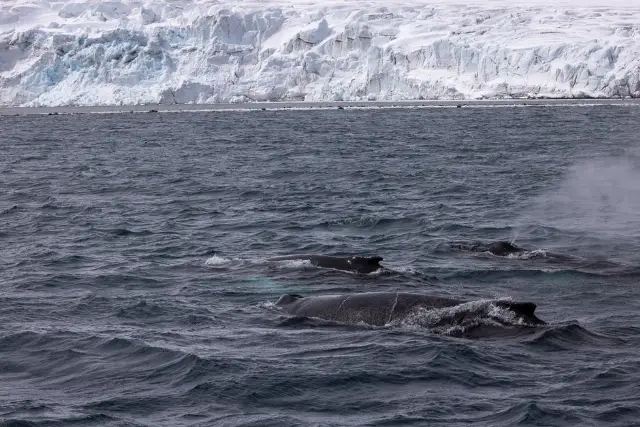 Whales in Antarctica.