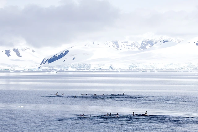 Orca pod in the Gerlache Strait, Antarctica