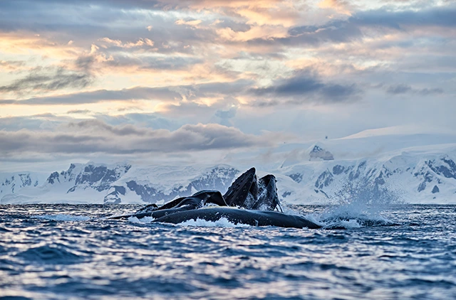 Humpback whale pod in Antarctica