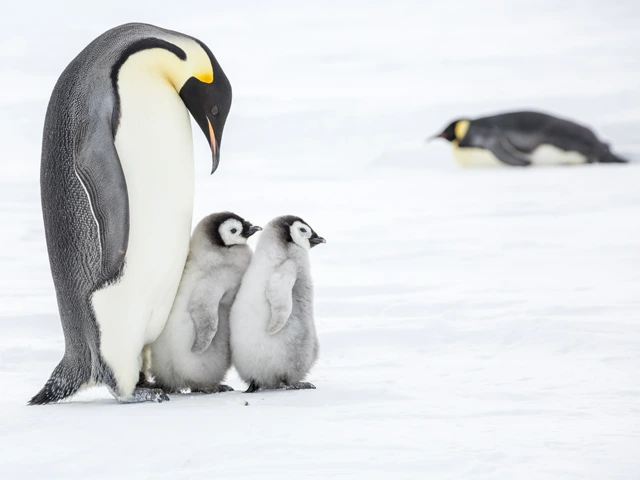 Emperor penguins & chicks in Snow Hill Island, the Weddell Sea, Antarctica