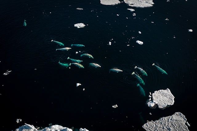 Aerial view of a beluga whale pod in Canada, the Arctic