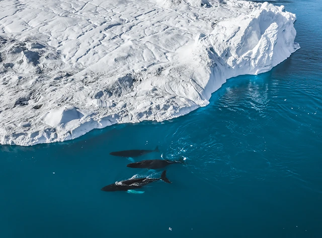 Aerial of a humpback whale pod in Disko Bay, Greenland