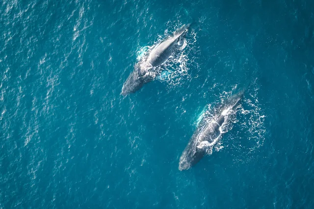 Aerial view of humpback whales in the Arctic.