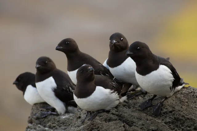 Little auks in the Arctic.