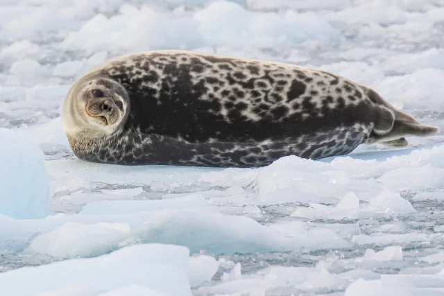 Ringed seal in the Arctic.
