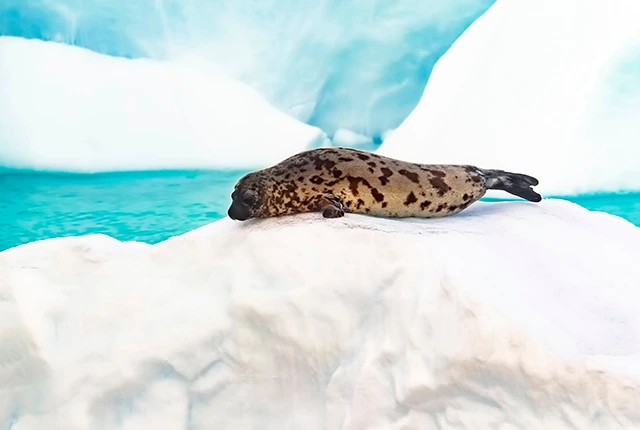 Hooded seal in Greenland, the Arctic
