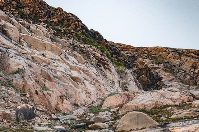 Musk oxen in Greenland.