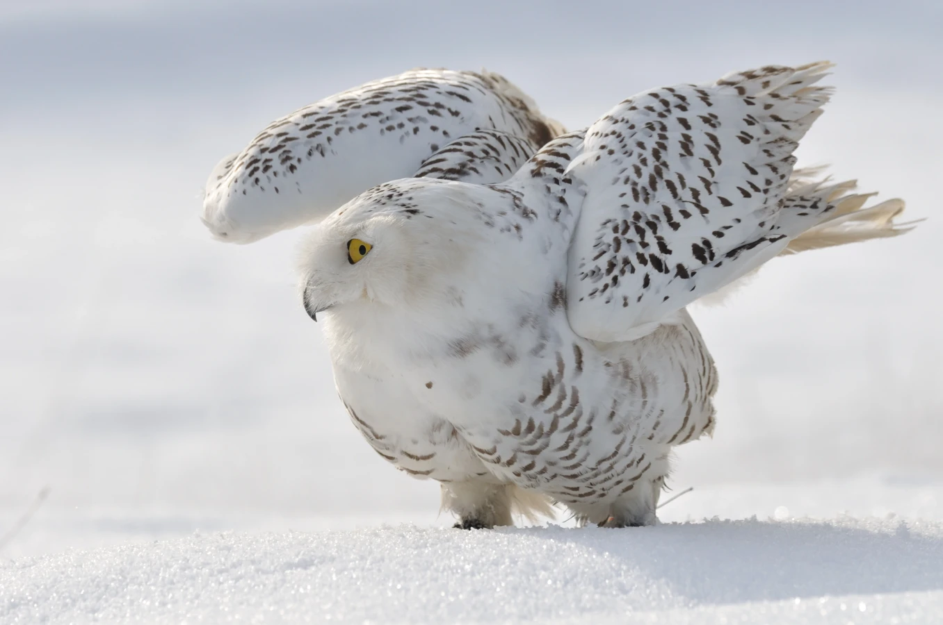 Snowy owl in the Arctic