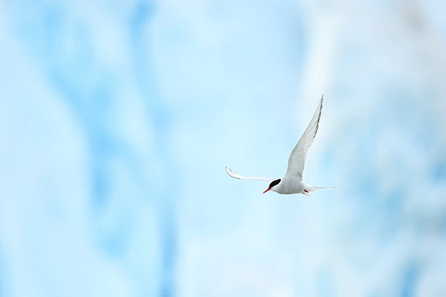 Arctic tern in Svalbard.