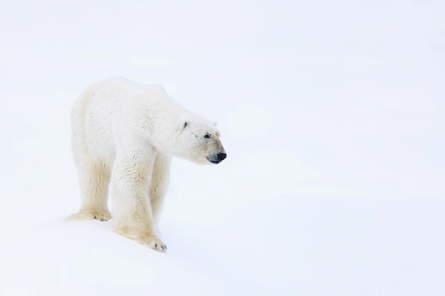 Polar bear in Svalbard.
