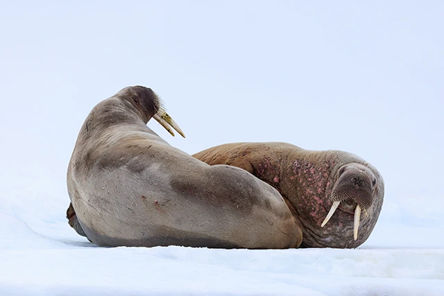 Walrus in Svalbard, the Arctic.