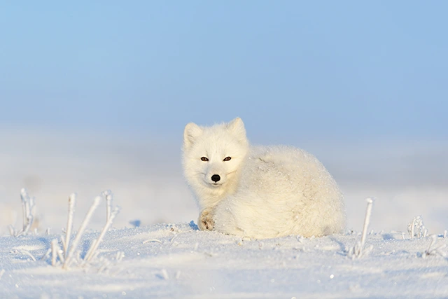 Arctic fox in Svalbard